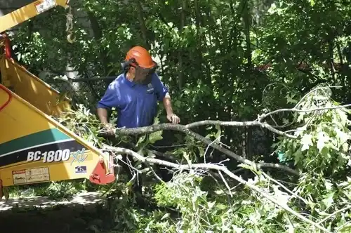 tree services Lyndonville